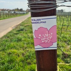 LLL Pfalznudel_Badem Çiçeği